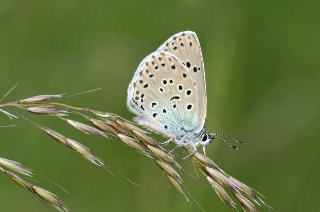 Large Blue butterfly