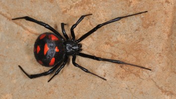 We Should All Be VERY Terrified Of Spiders And This One Statistic Will Prove This Point