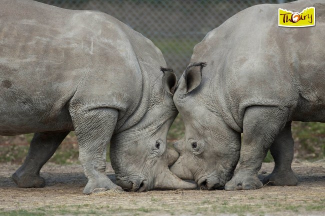 Vince The Rhino Paris Thoiry Zoo