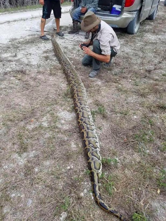 15-foot-python Florida Everglades