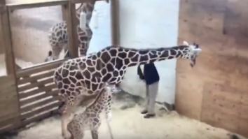 Let’s Watch April The Giraffe Kick Some Dude In The Dick