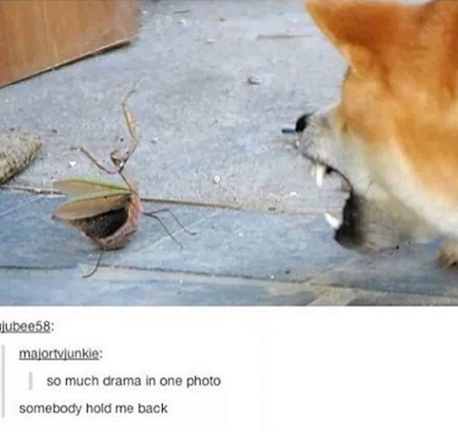 best of tumblr