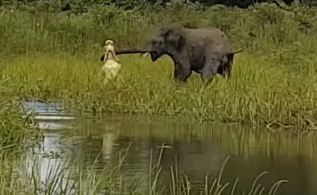 Crocodile vs Elephant Fight