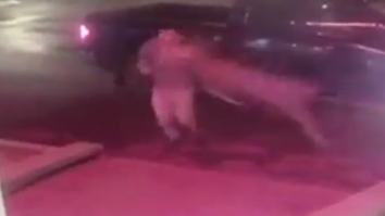 Watch A Deer Absolutely ANNIHILATE Poor Guy Who Never Saw It Coming