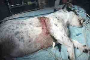 pit bull attack gofundme