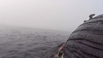 Here’s A Gigantic Great White Shark Devouring A Humpback Whale In SoCal