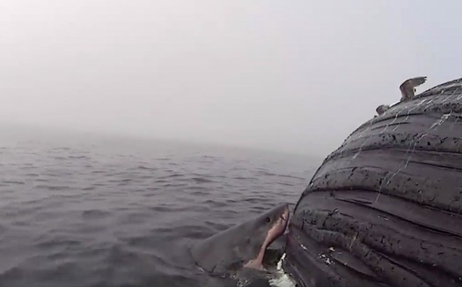 great white shark eats humpback whale