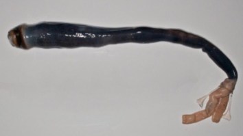First Living ‘Giant Shipworm’ Found In Philippines And Is Proof That The Devil Exists