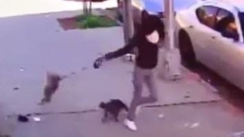 Woman Tries To Save Her Dog From Ferocious Cat Attack, Nearly Kills Pooch Instead