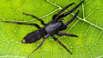 Flesh Eating Infection From Australian Spider Bite Could Totally Destroy This Man’s Body