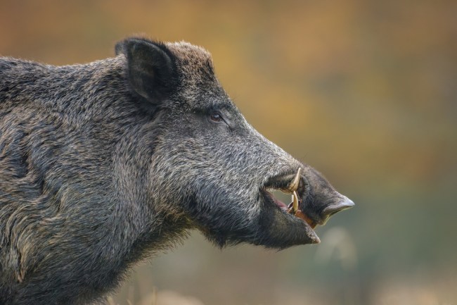 wild boar