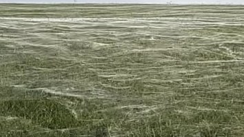 This Spider Web The Size Of An Olympic Swimming Pool Is Your Worst Nightmare