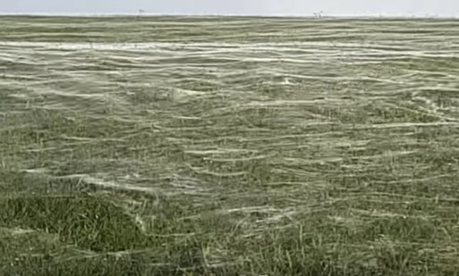world's largest spider web