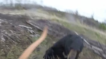 Hunter Alone In The Woods Gets Attacked By Fully Grown Black Bear And Records It All