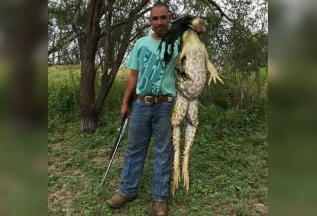 Giant Bullfrog Caught In Texas