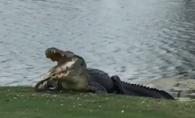 florida alligator