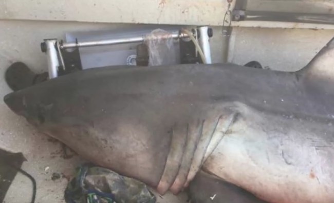 great white shark jumps in boat