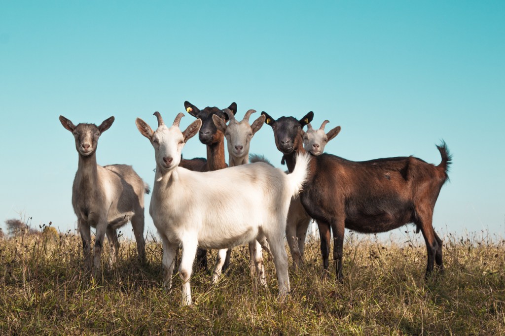 goats