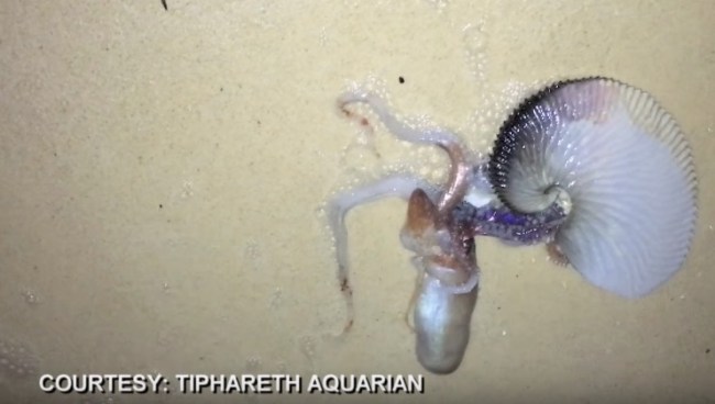 Sea Monster Pelagic Octopus Paper Nautilus Argonaut