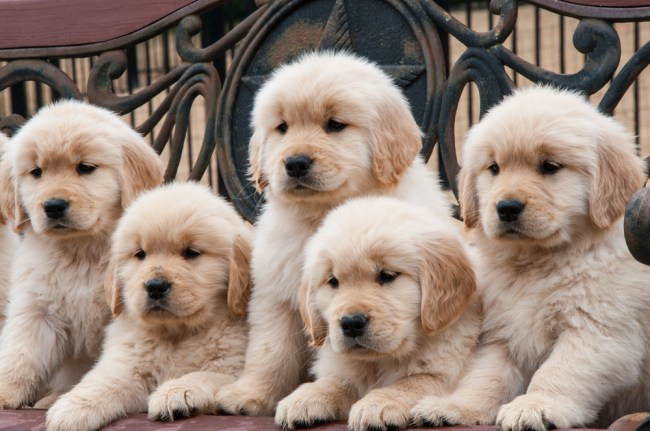 puppies