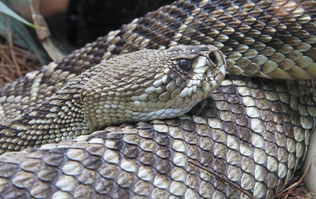 diamondback rattlesnake