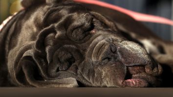 The 2017 ‘World’s Ugliest Dog’ Is A Neapolitan Mastiff With So Many Wrinkles You Can Barely See Her Eyes
