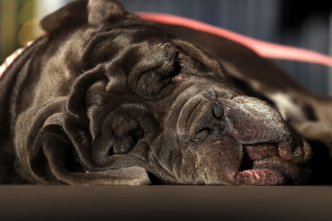 world's ugliest dog