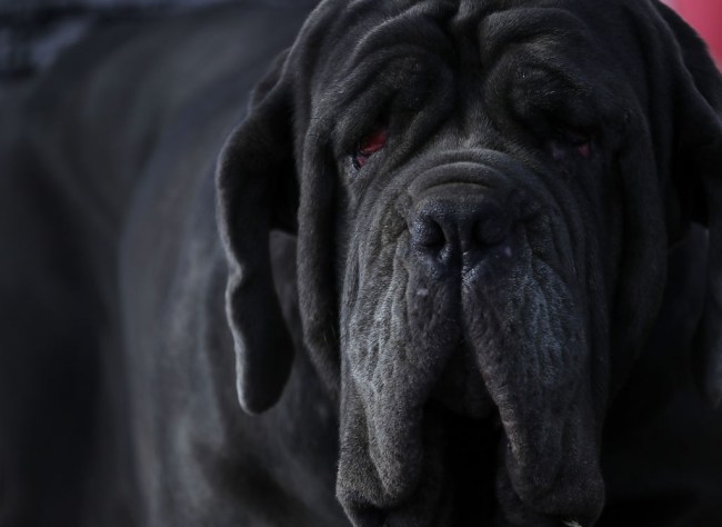 world's ugliest dog