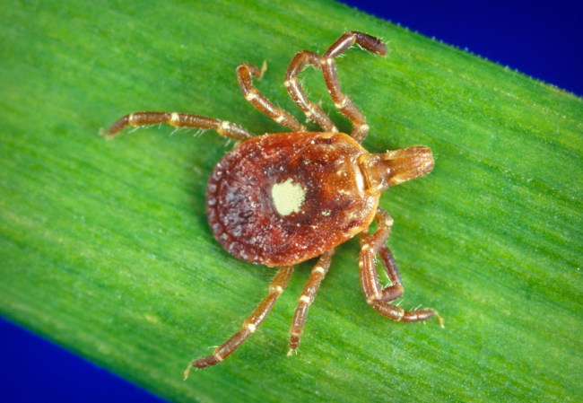 lone star tick