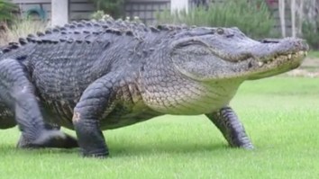 Absolutely Gigantic Alligator Known As ‘Sherman The Tank’ Seen On South Carolina Golf Course