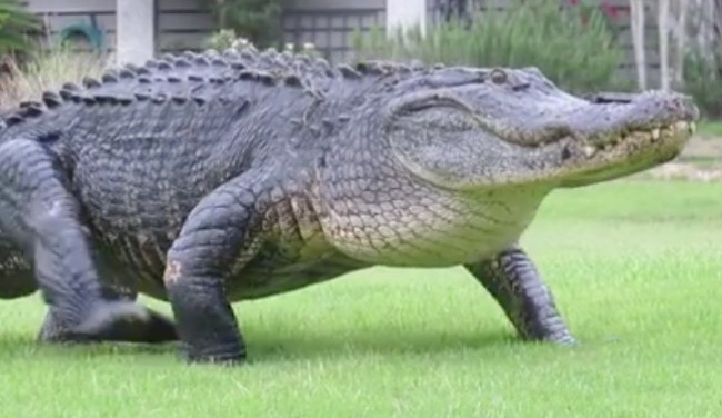 Sherman the Tank Alligator Fripp Island South Carolina