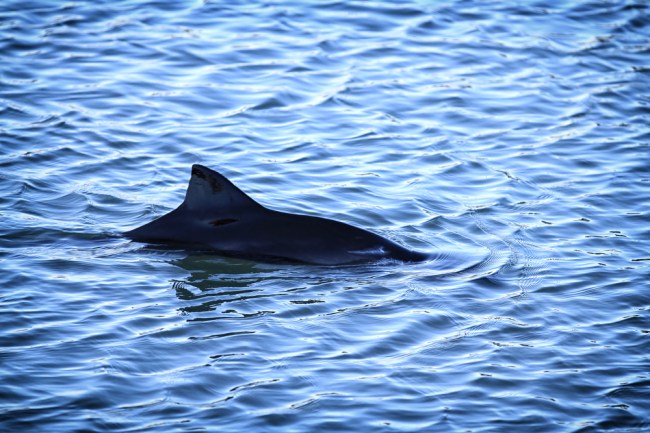 Harbour Porpoise