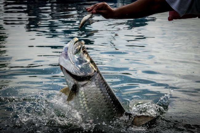 Tarpon