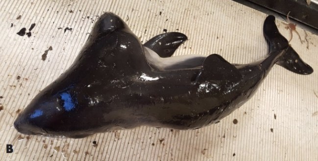 world's first two headed porpoise
