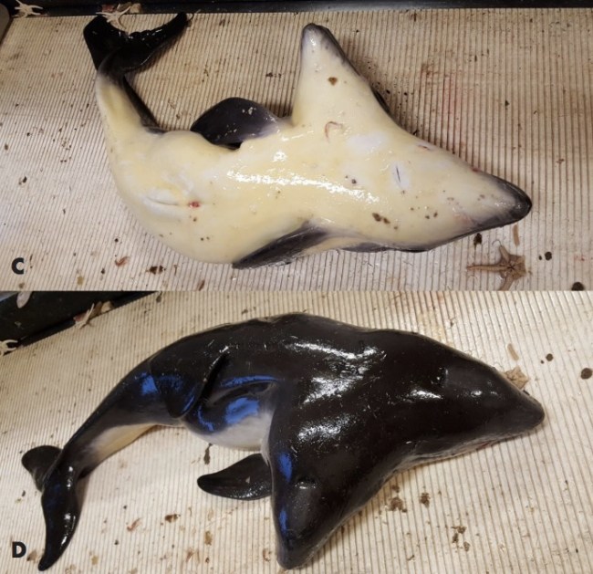 world's first two headed porpoise