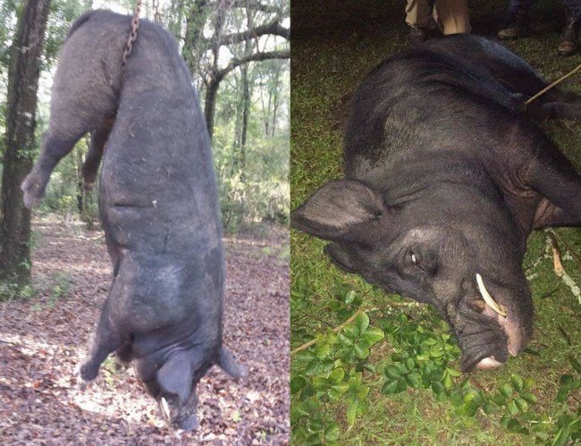 820 pound hog alabama