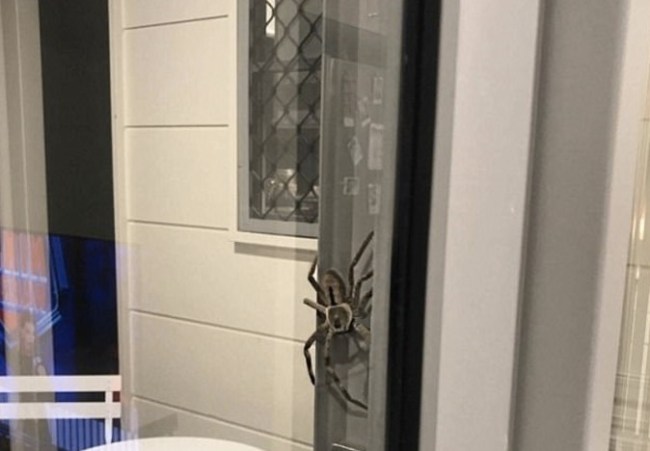 hunstman spider