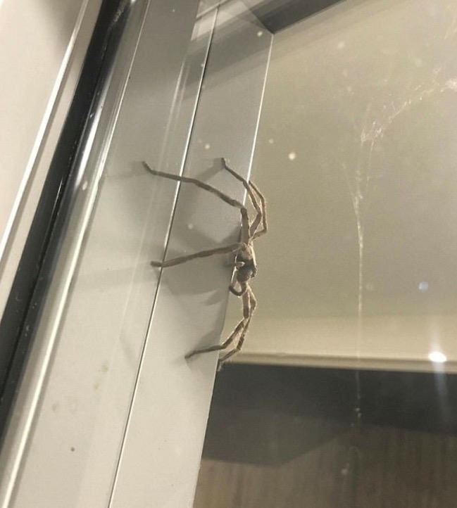 hunstman spider