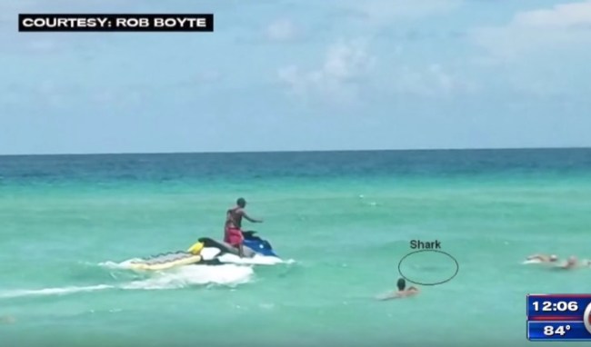 shark attack nude beach miami