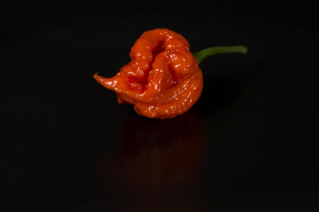 Carolina Reaper Pepper
