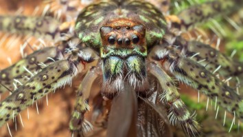 Couple Trapped Inside Their Home By Giant ‘Aggressive’ Huntsman Spider Named Aragog