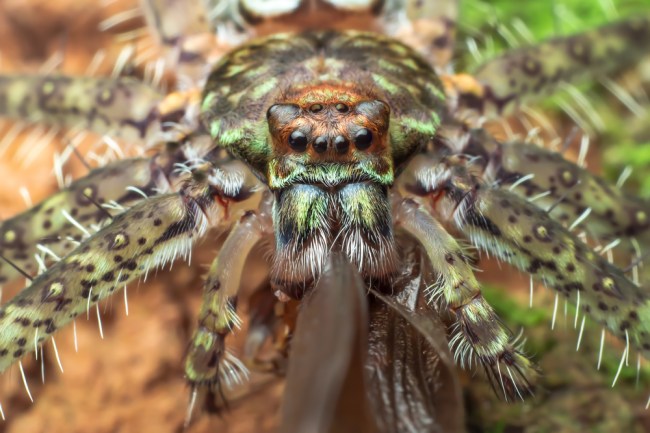 Hunstman Spider