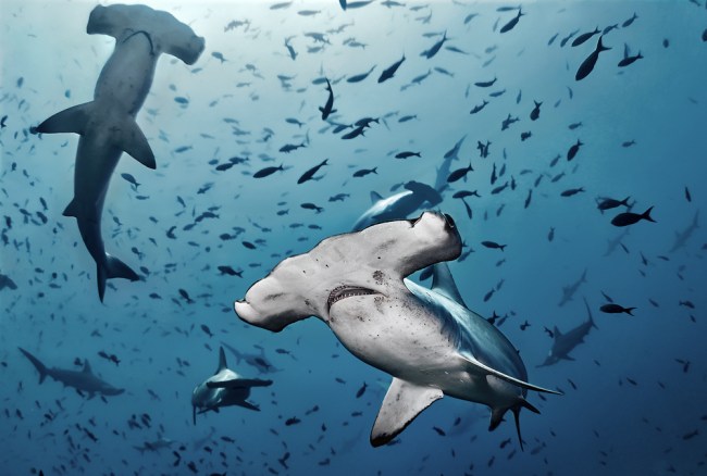 hammerhead shark