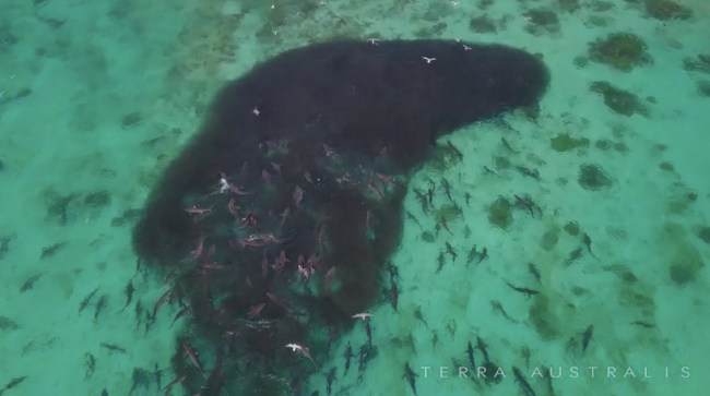 sharks bait ball western Australia