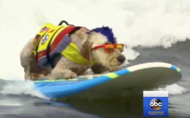 World Dog Surfing Competition