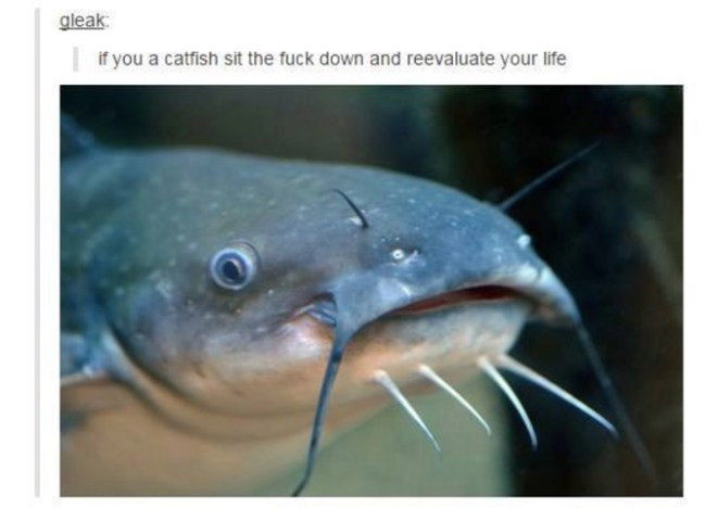 tumblr's best
