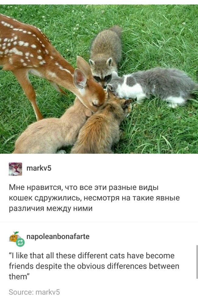 tumblr's best