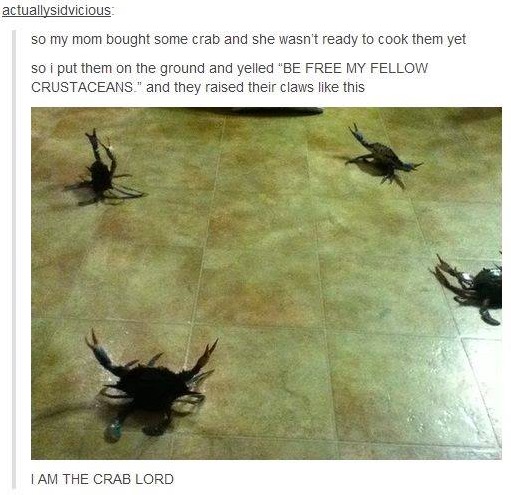 tumblr's best