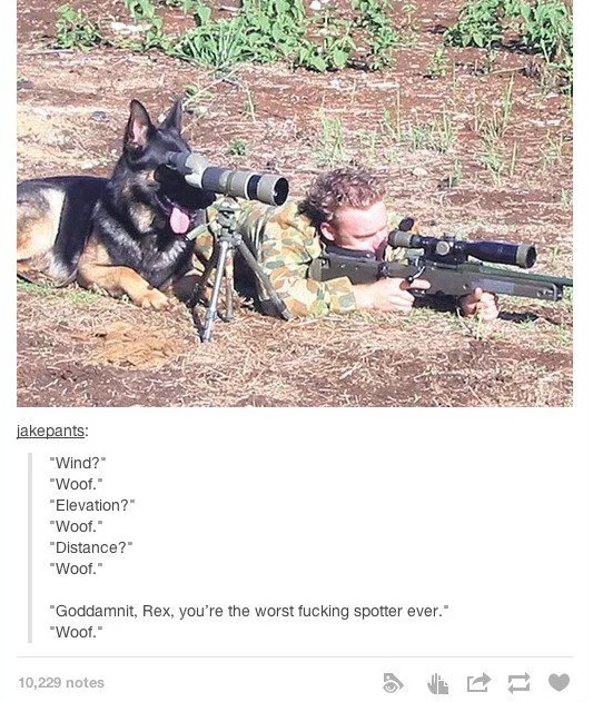 tumblr's best