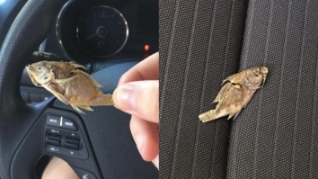Girl’s Amazing Facebook Post Goes Viral After She Finds A Dead Fish In Her Car Without Any Explanation